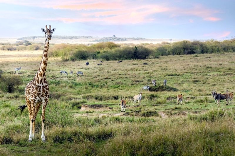 Giraffe in Kenia (Foto: GildAix/pixabay).