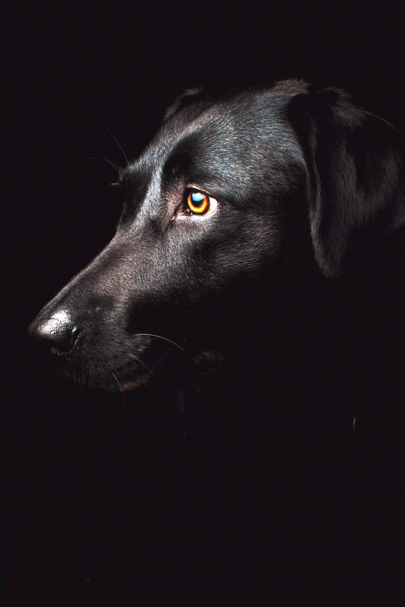 Hund (Foto: Unsplash/Freddie Marriage).