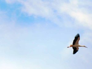 Flying stork (photo: Jan Gruber).