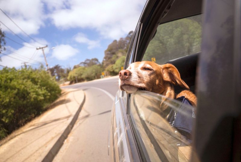 Dog in the car: (Photo: Ignacio Amenábar/Unsplash).