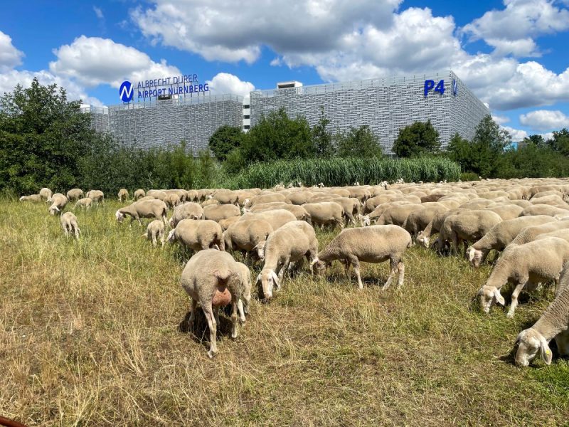 Sheep at Nuremberg Airport (Photo: Airport Nuremberg / Sandy Grade).