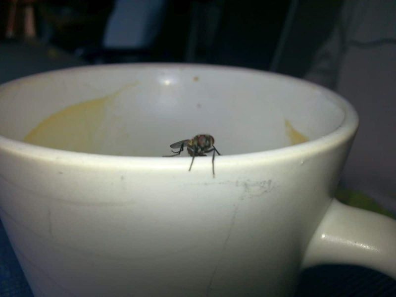 Fly on a dirty cup (Photo: Jan Gruber).
