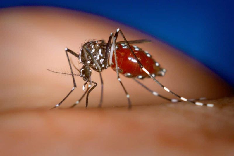 Asian tiger mosquito (Photo: James Gathany, CDC).