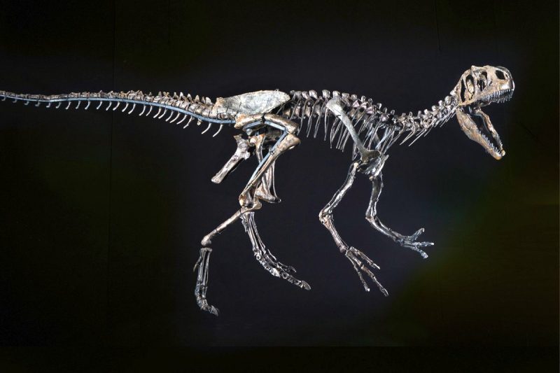 Originalskelett des Baby-Allosauriers (Foto: Dinosaurier Museum Altmühltal).