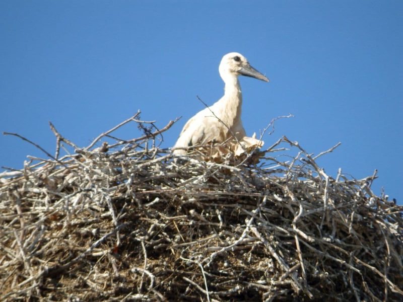 Young stork in the nest (Photo: Jan Gruber).