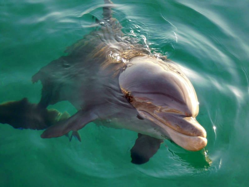 Delfin (Foto: René Steuer).