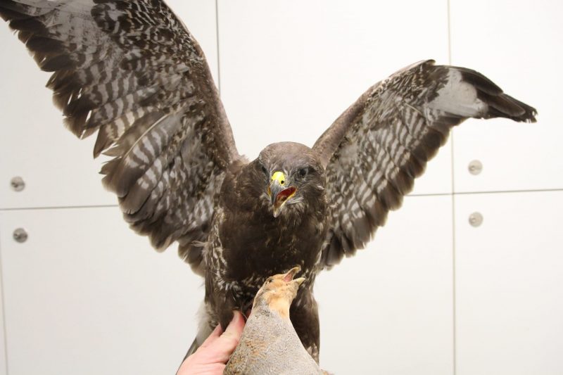 Even birds of prey had to be confiscated (Photo: BMF / Customs).