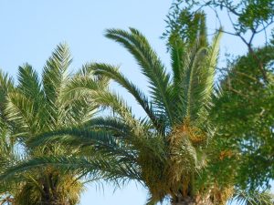 Palm tree (photo: Jan Gruber).