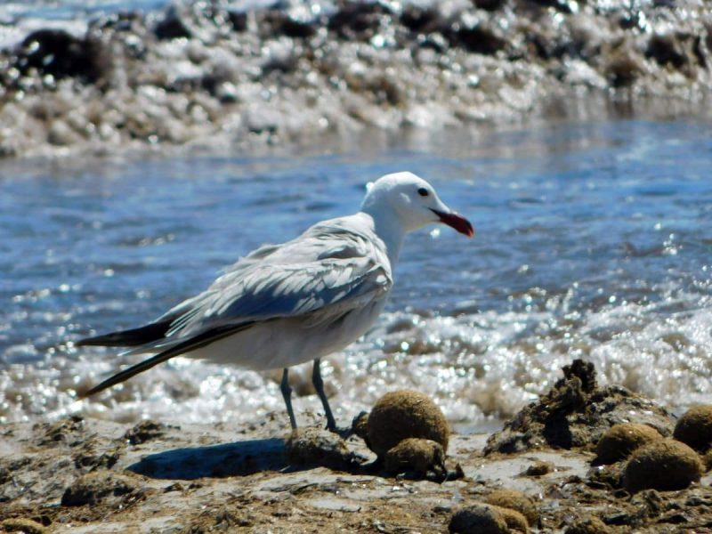 Seagull on the beach (Photo: Jan Gruber).