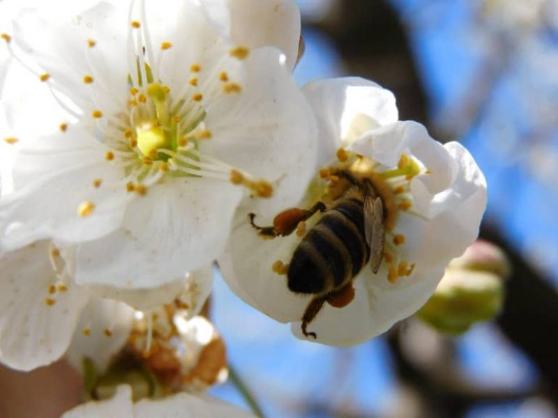 Bees are considered to be particularly important for our ecosystem (Photo: Jan Gruber).