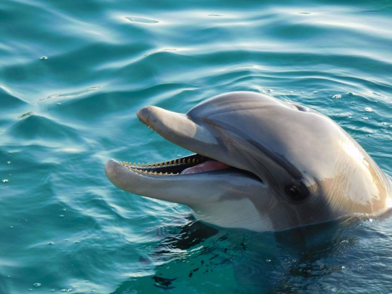 Delfin in Eilat (Foto: Jan Gruber).