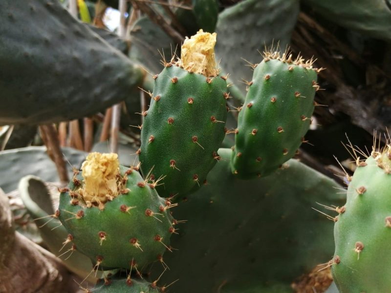 Kaktus in Malta (Foto: Jan Gruber).