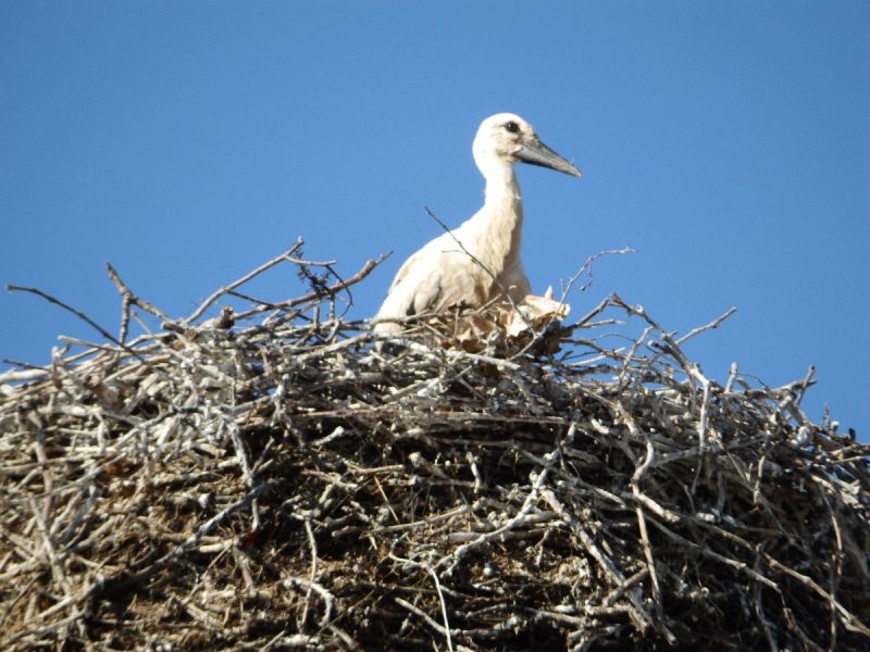 Young stork in Rust / Burgenland (Photo: Jan Gruber).
