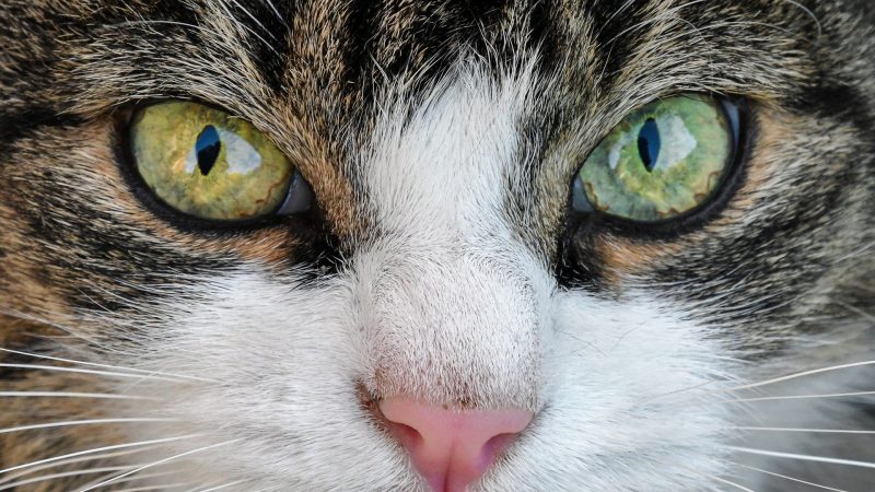 Katze (Foto: Pixabay).