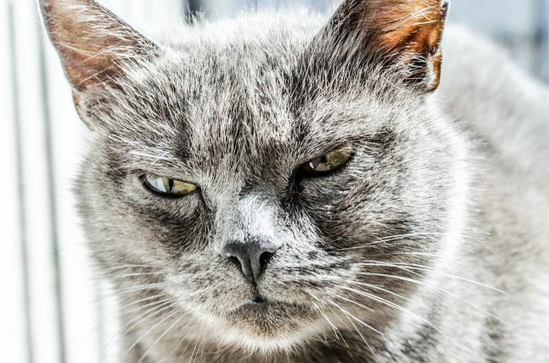 Angry cat (Photo: Pixabay).
