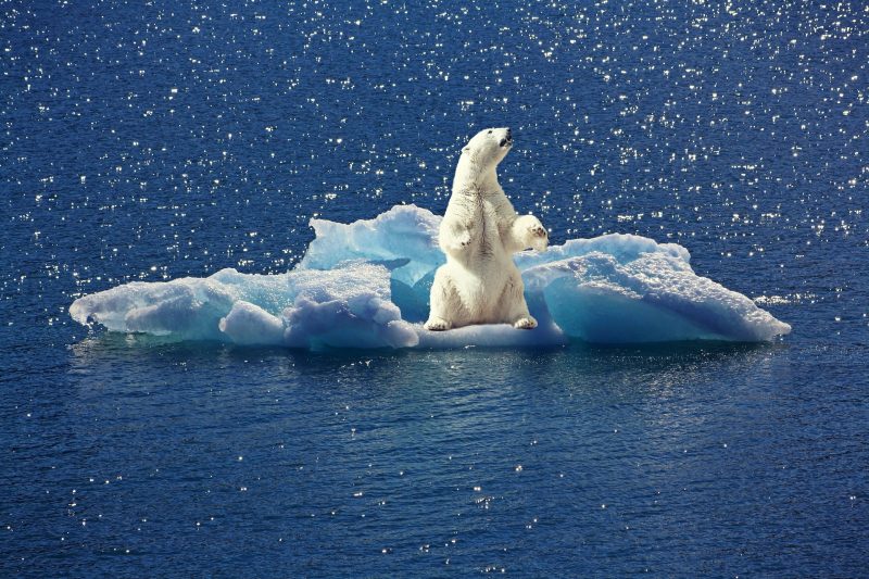 Polar bear on an ice floe (Photo: Pixabay / cocoparisienne).
